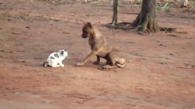 Dog and Cat funny playing