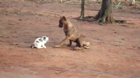 Dog and Cat funny playing