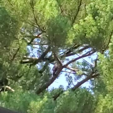 Squawking Hawk in Giant Pine