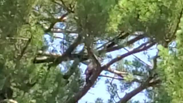 Squawking Hawk in Giant Pine