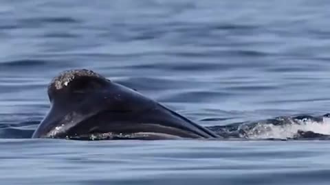 Encountered a whale splashing in the open sea