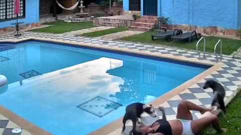 Funny animal videos