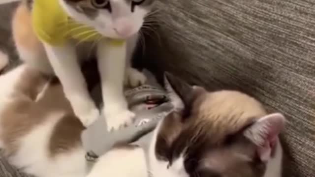 Cat massage/ cute