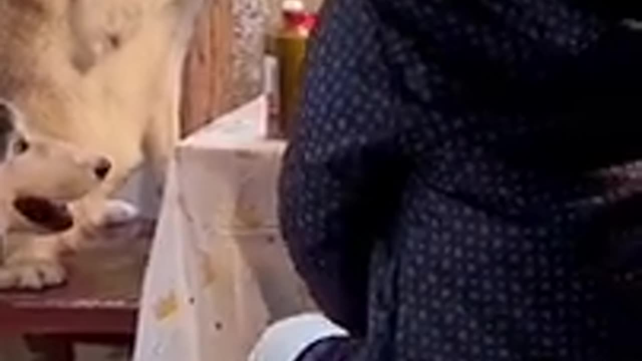 Fun and Joy animal video