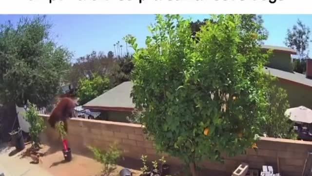 Big bear tries to invade home but dogs defend