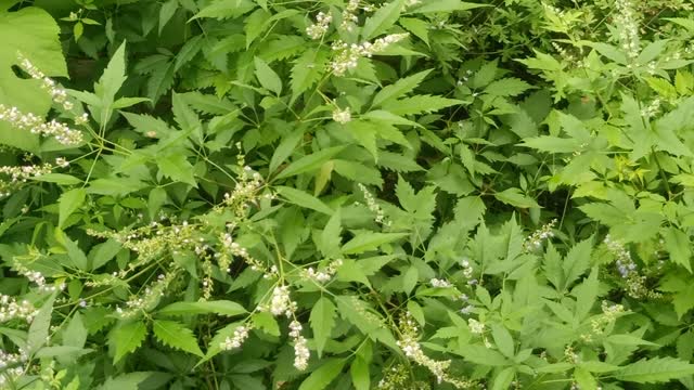 What do these bunches of flowers look like?