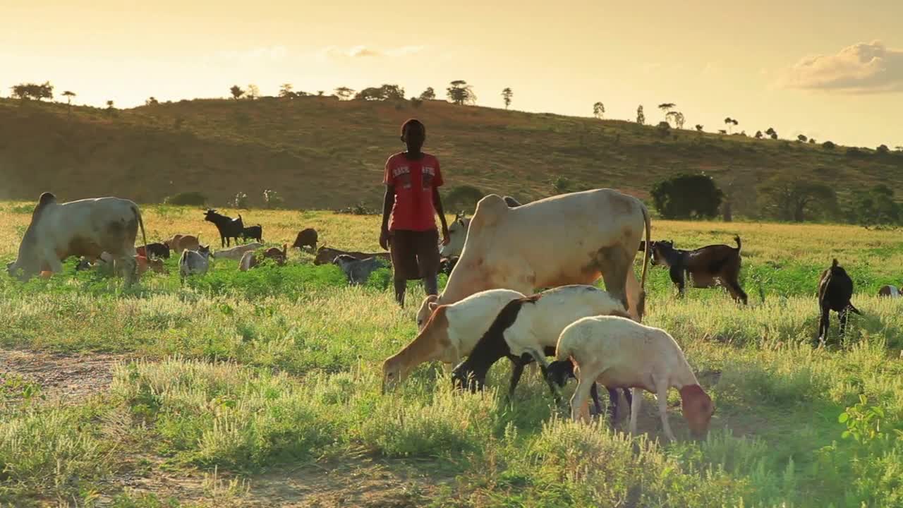 Two Boys Herding the Goats and Cows