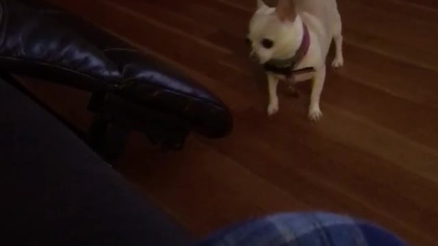 Little dog is too small to jump on couch and gets angry bites couch