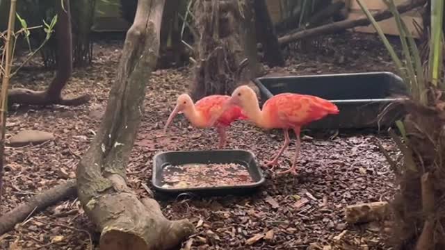 Our absolute stunning scarlet ibis 😍