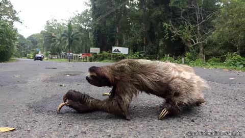 Sloth Crossing a Road