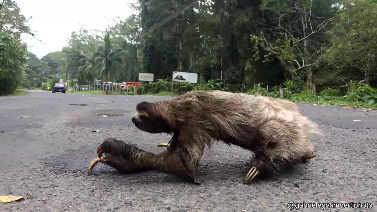 Sloth Crossing a Road
