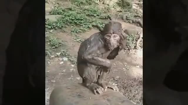 monkeys fighting with each other and a little monkey kid bathing in mud