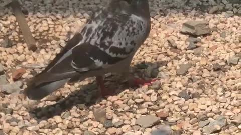 Eating pigeons