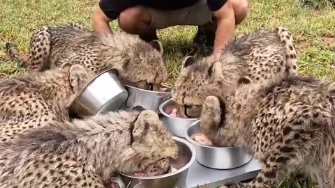 Feeding Cheetahs In Africa