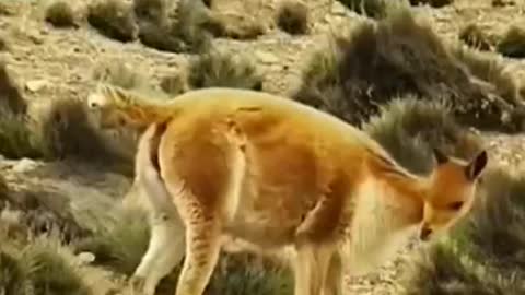 The newborn fawn turned out to be this big, bigger than a puppy.