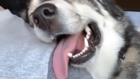 Funny And Cute Husky Puppies Compilation #3