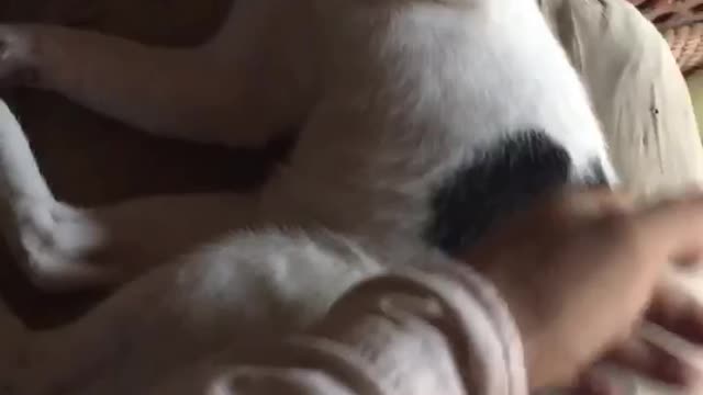 Waking up the Lazy cat