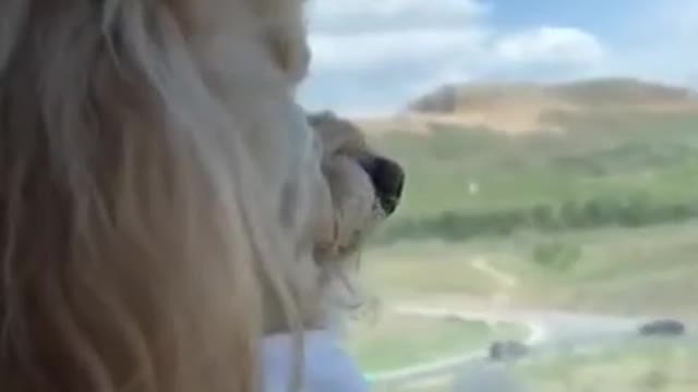 Cut Dog Looking Out Onto The Horizon