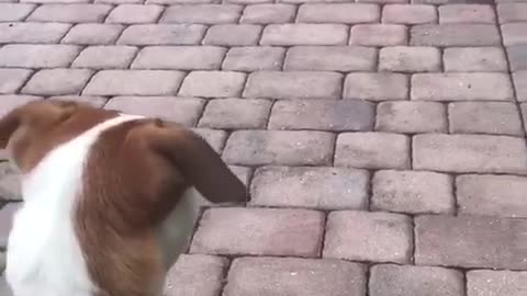 Dog watches turkeys walk by
