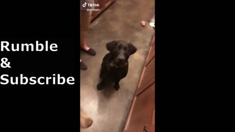 Funny & Cute Doggo Compilation