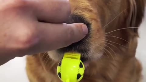 That's how a dog learns to blow a whistle!