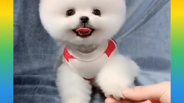 Cute and Funny Dog Videos