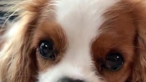 A beautifull cute puppy