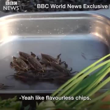 Angelina Jolie teaches how a 🦂 or a tarantula etc eats