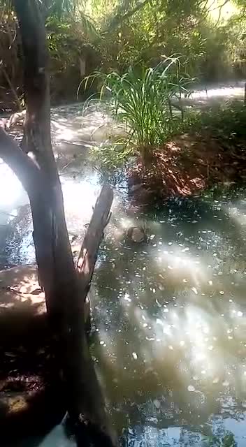 contaminación en quebrada de Girón