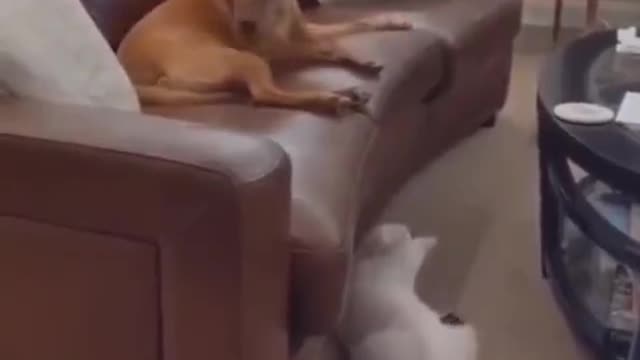 Cat molesting sleeping dog