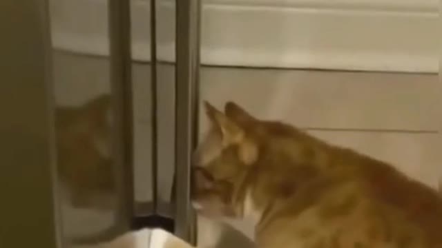 Ô Pet inteligente!