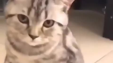 cute cat