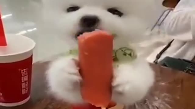 When Cute dogs Are Hungry Droll Dogs