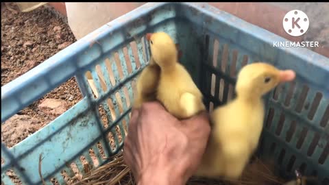 I rear the cute🌹 duck family🦆 Cute baby duck💝💝#shorts#trending#rumble