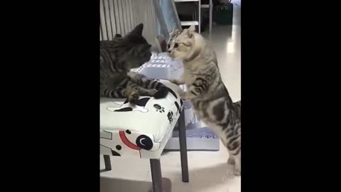 Funny Animals! Funny Cats! Funny Videos! # Shorts