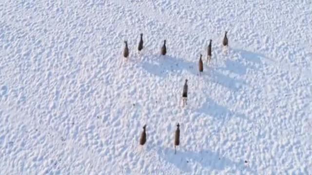 MS Roe deer running in snow covered rural field❤️