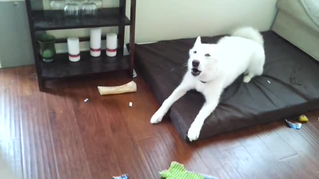 Husky throws temper tantrum!