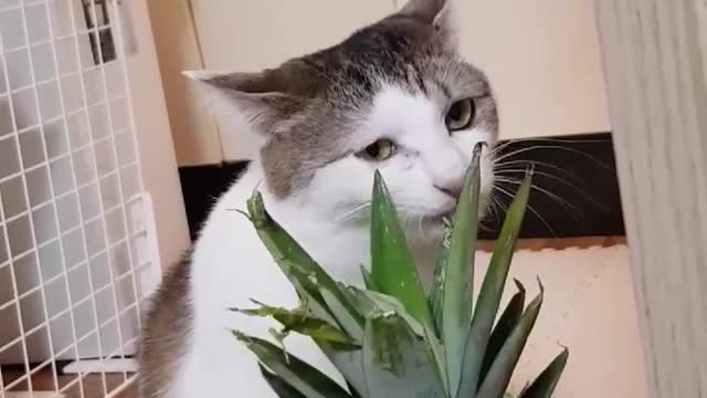 My cat is very interested in pineapple because of its taste