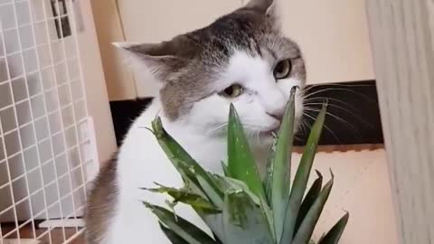 My cat is very interested in pineapple because of its taste