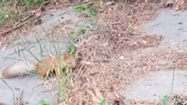 squirrel asks for food from people in the park