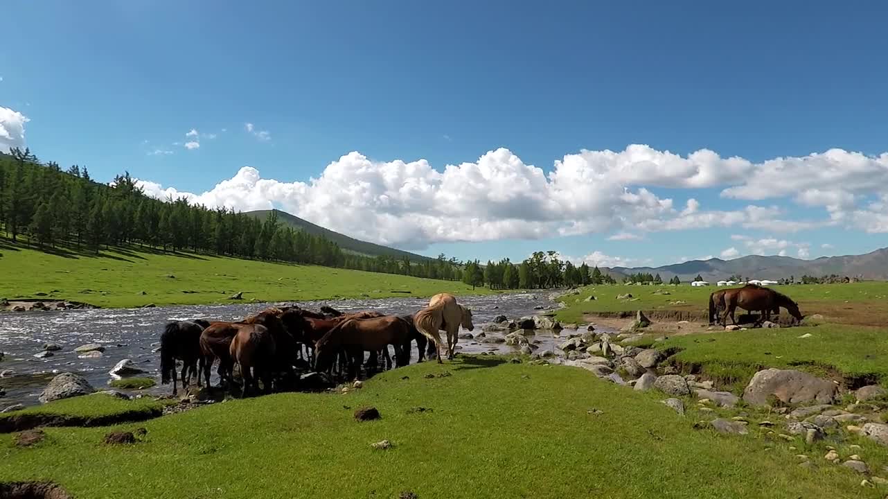 horses drinking water