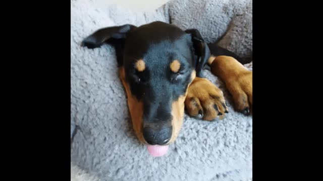 Meet Primm the Doberman puppy