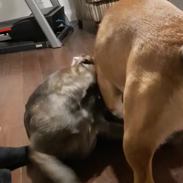 FUN with Tucker Carlson and Claire Bear