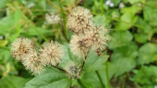 Interesting and beautiful wild plants