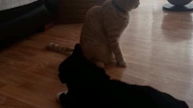 Binky and Alfie wrestling