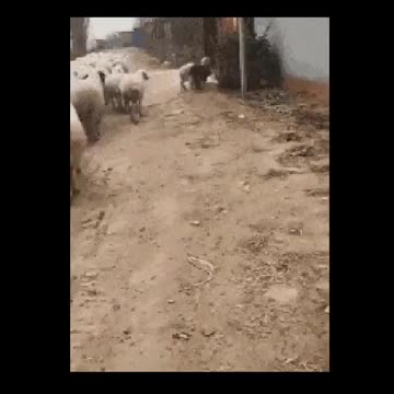 LOL Dog Walking With A pack of Sheeps and Look What happend