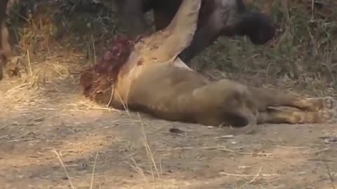 Loin fight cow#viral