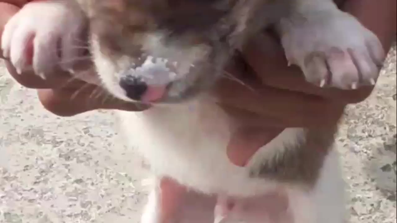 Cute baby dog video 😍🐕 #dog