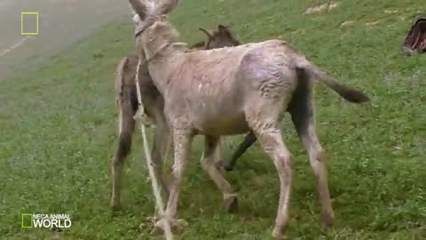 Super funny video animals/Donkey