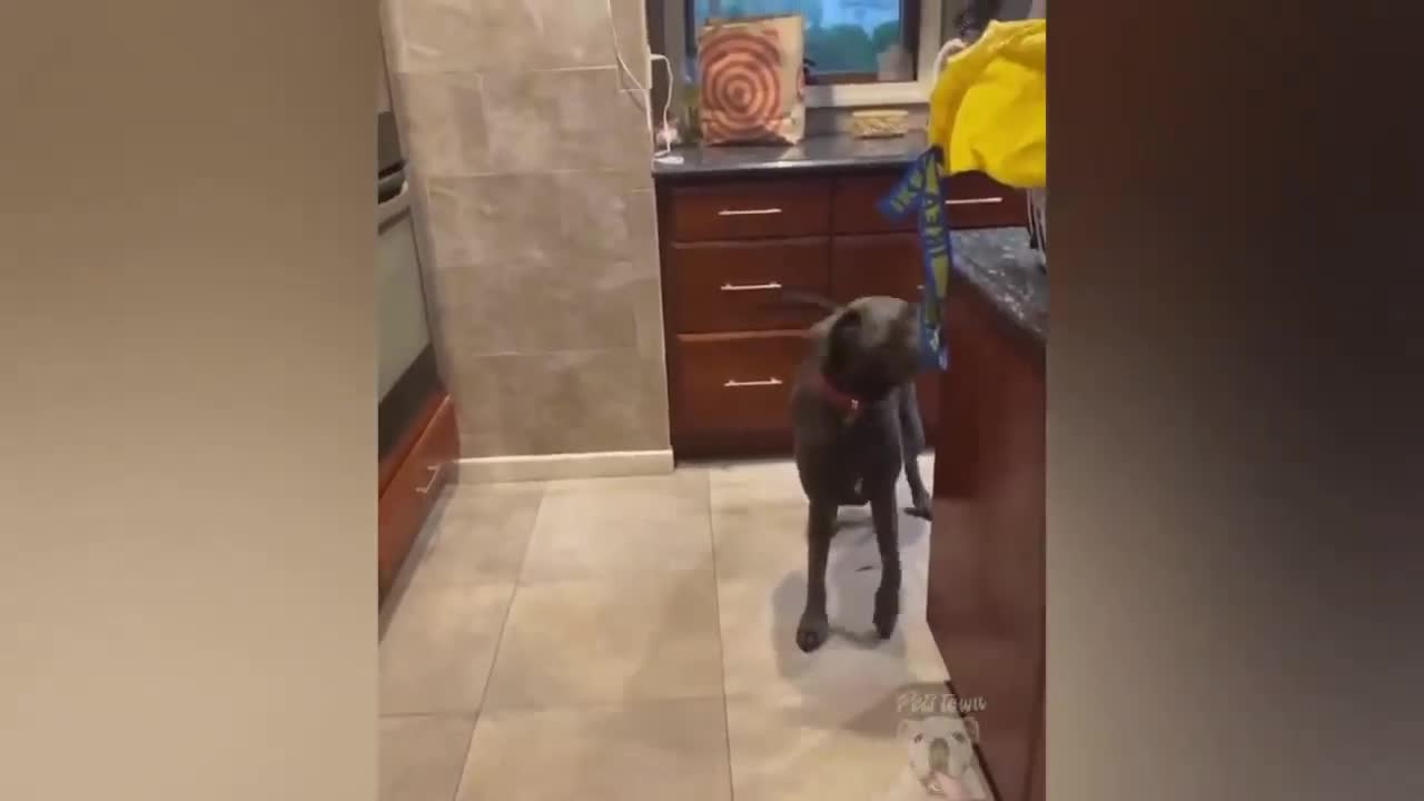 Funny Dog On Diet Goes Angry